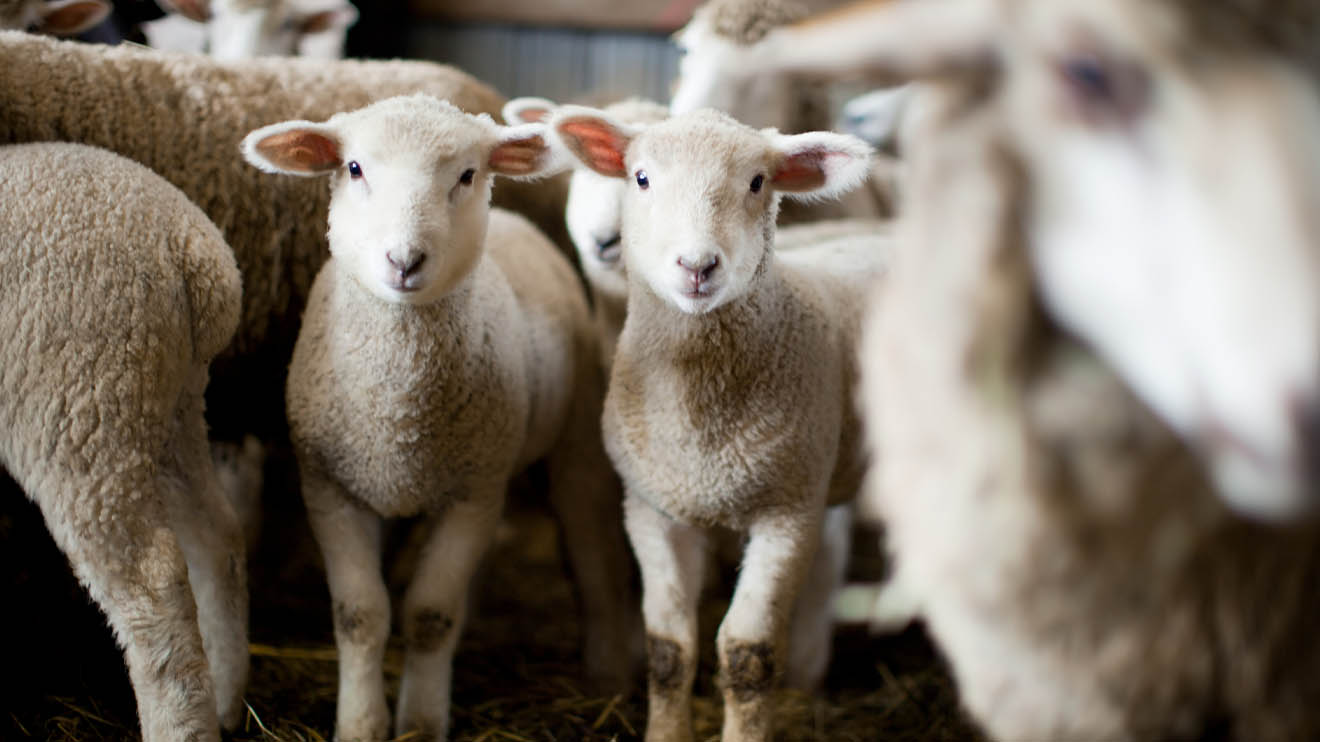 Embarking on a Fleece-to-Farm Adventure: A Beginner’s Guide to Sheep Livestock Farming