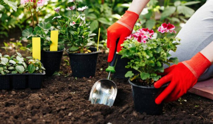 Gardening Tips for a Thriving Garden
